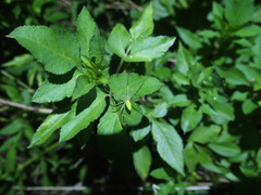 Peucetia formosensis