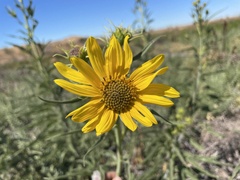 Helianthus californicus
