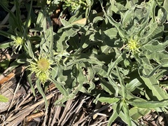 Helianthus californicus
