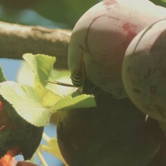 Polistes quadricingulatus