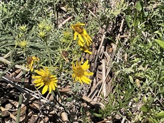 Helianthus californicus