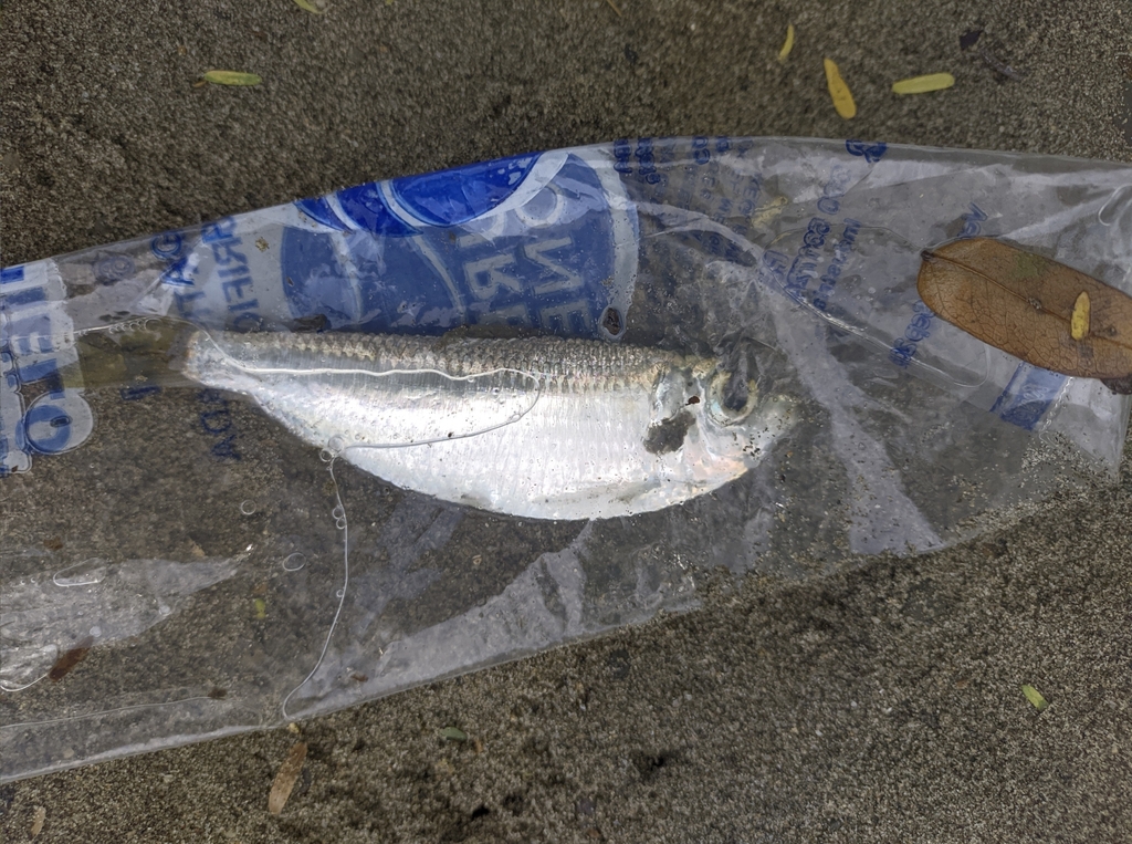 American Coastal Pellona