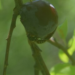 Polistes quadricingulatus