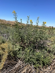 Helianthus californicus