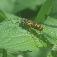 Polistes quadricingulatus