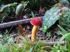 Boletus harrisonii