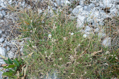 Cherleria capillacea