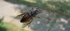 Tabanus
