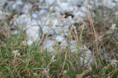 Cherleria capillacea