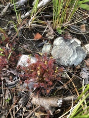 Drosera intermedia
