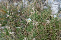 Cherleria capillacea