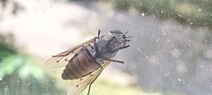 Tabanus