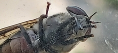 Tabanus