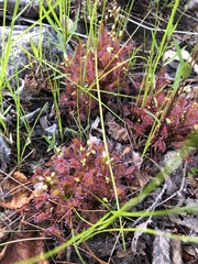 Drosera intermedia