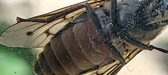Tabanus