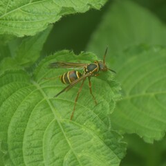 Polistes quadricingulatus