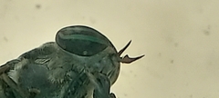 Tabanus