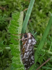 Panthea acronyctoides