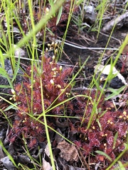 Drosera intermedia
