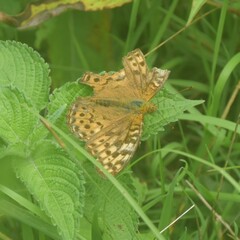 Argynnis kamala