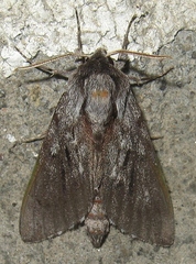 Lapara bombycoides