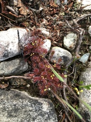 Drosera intermedia