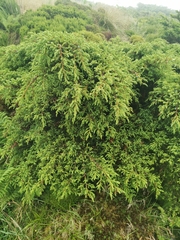 Juniperus brevifolia