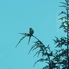 Psittacula himalayana