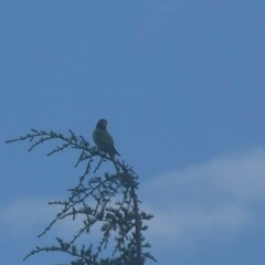 Psittacula himalayana