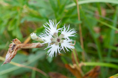 Microbotryum superbum