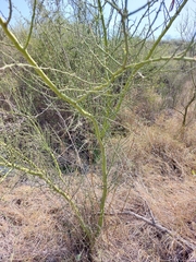 Parkinsonia texana