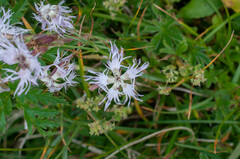 Microbotryum superbum