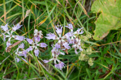 Microbotryum superbum