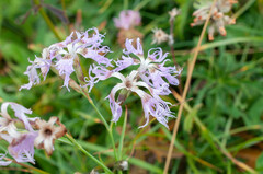 Microbotryum superbum