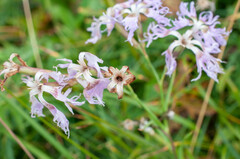 Microbotryum superbum