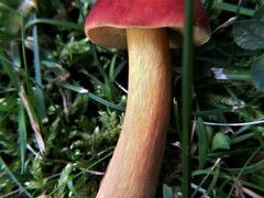 Boletus harrisonii