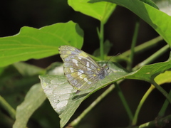 Dismorphia arcadia arcadia