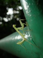 Hierodula patellifera