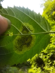 Cameraria betulivora