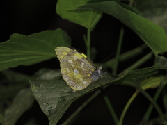 Dismorphia arcadia arcadia