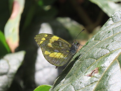 Dismorphia arcadia arcadia