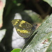 Dismorphia arcadia arcadia - Photo (c) Lepidoptera Colombiana,  זכויות יוצרים חלקיות (CC BY-NC), הועלה על ידי Lepidoptera Colombiana