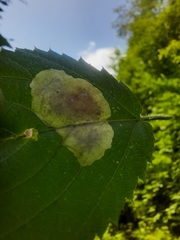 Cameraria betulivora