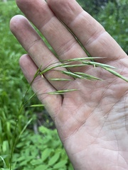 Bromus richardsonii