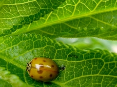 Adalia decempunctata