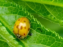 Adalia decempunctata