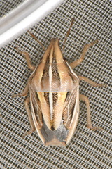 Aelia notata