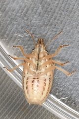 Aelia notata
