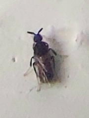 Holoplagia guamensis