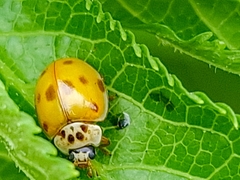 Adalia decempunctata